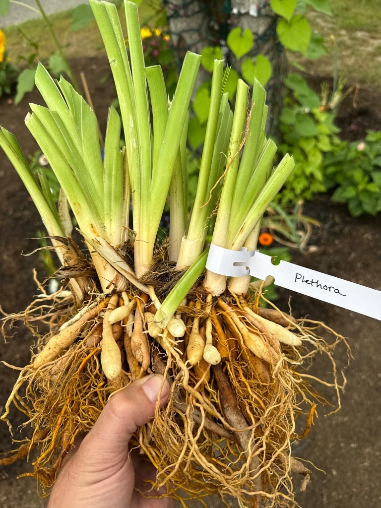 Plethora daylily double fan from Dooley Gardens with massive exposed root system