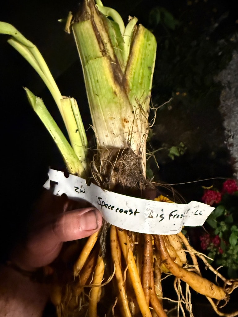 Spacecoast Big Frosty daylily fan with thick orange roots and handwritten label