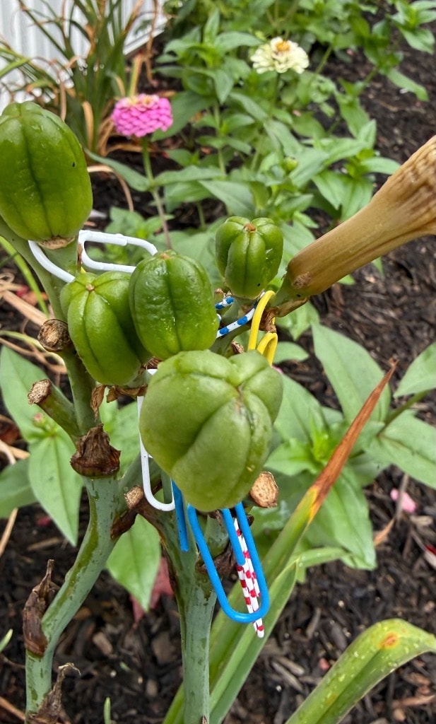 Setting some good looking seed pods — hybridizing work in the garden