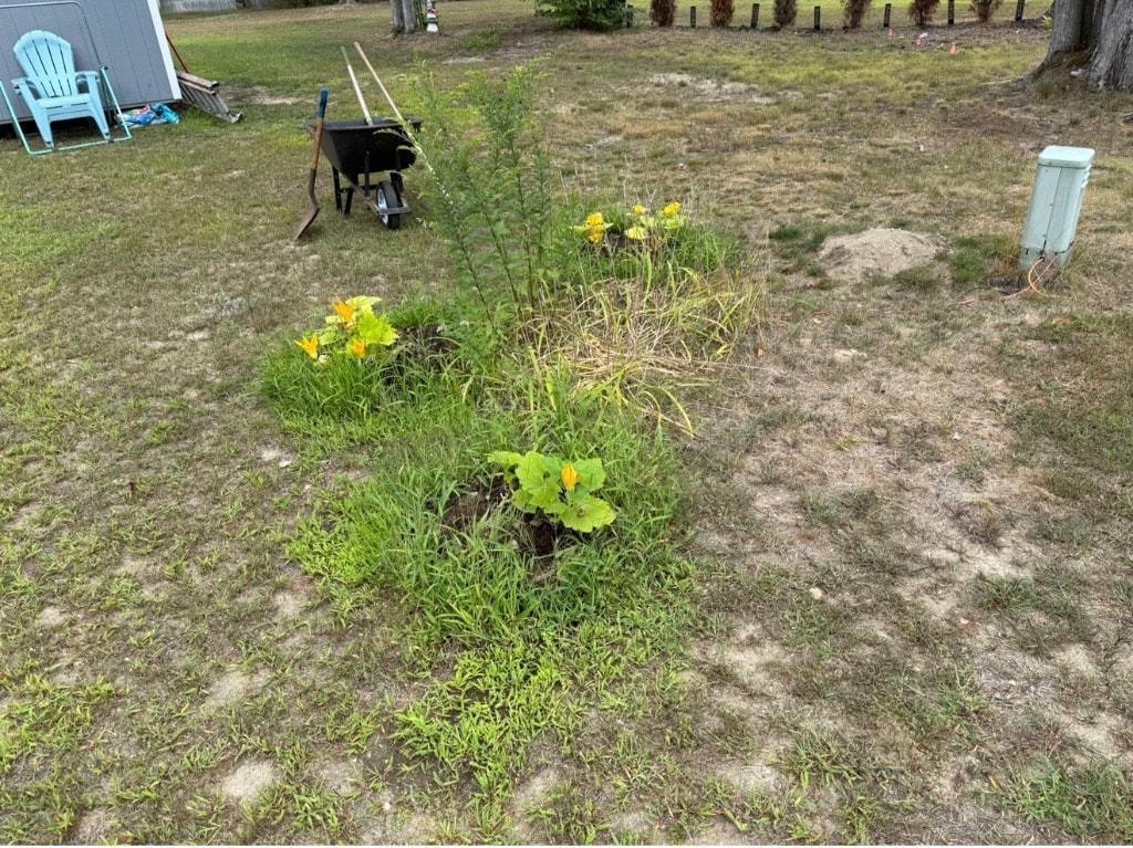Groundbreaking on Fenway Park Garden — yellow blooms and early plantings in the new bed