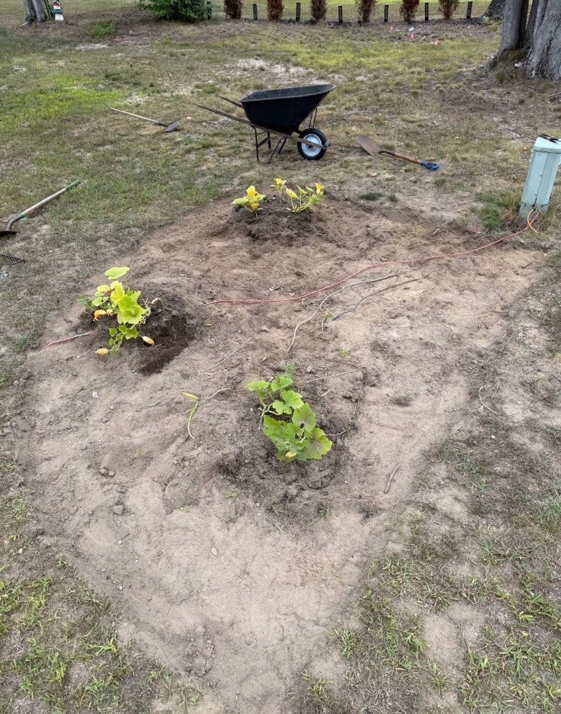 Fought the Ditch Lilies and crusty layers of compacted sand and weeds!
