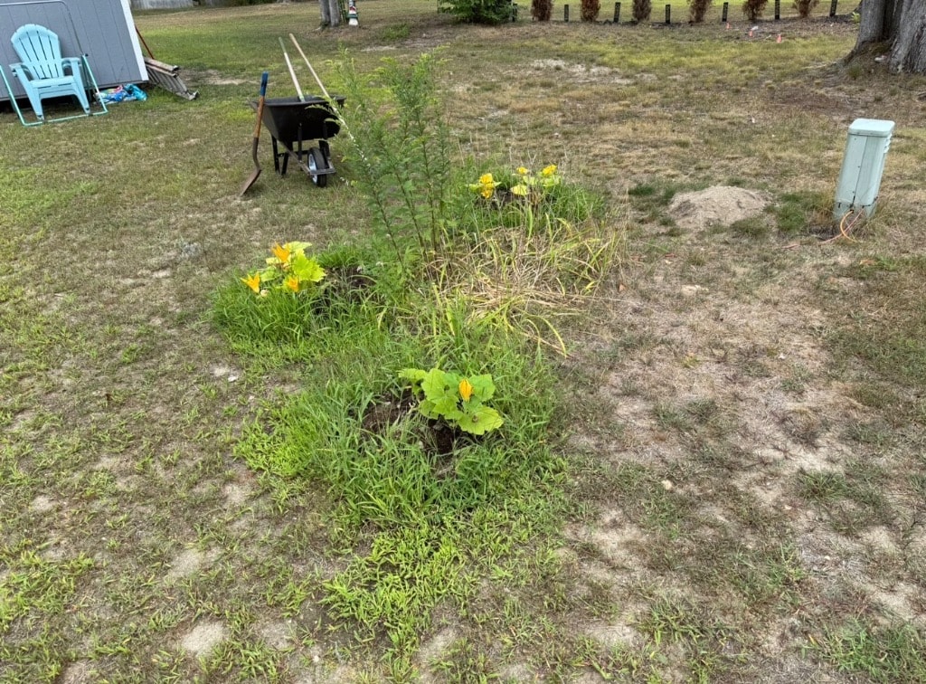 Fenway Park Garden 1.0 — newly planted garden bed