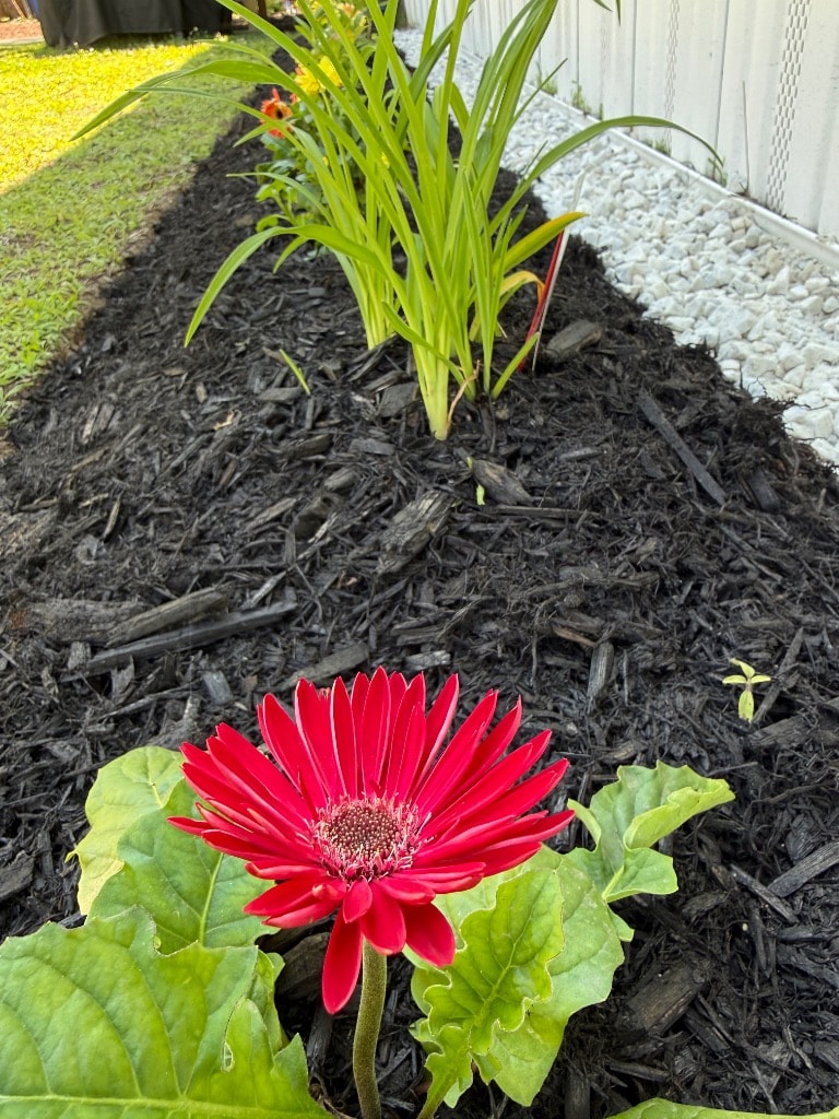 Red gerbera daisy blooming in fresh black mulch — Side Garden waiting on daylily delivery