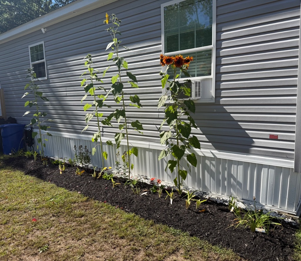 Towering sunflowers blooming along the side of the house — Side Garden 2.0