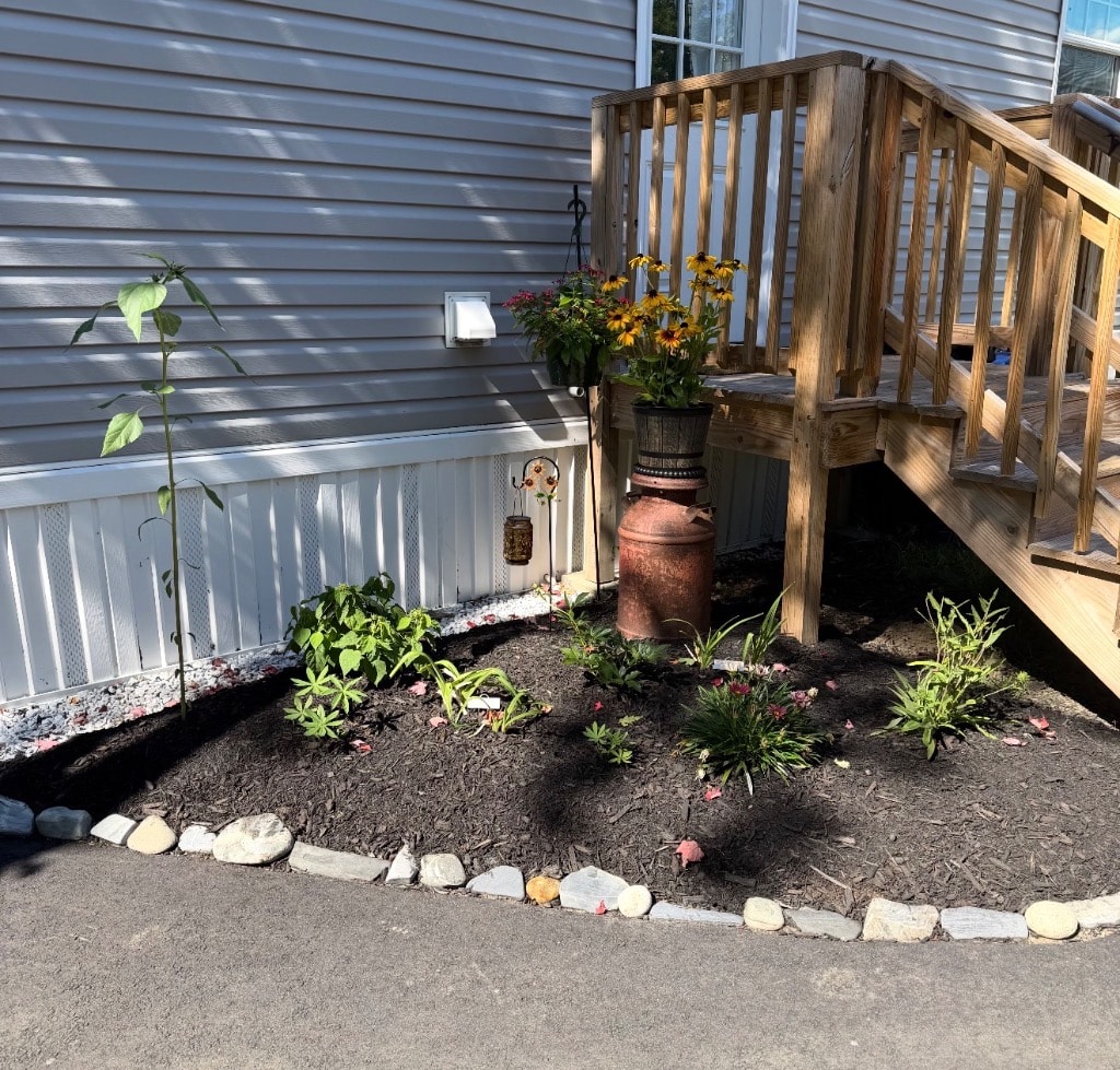 Finished Little Garden by front deck stairs — vintage milk can planter with black-eyed Susans, rock border edging, fresh black mulch, and young daylily babies