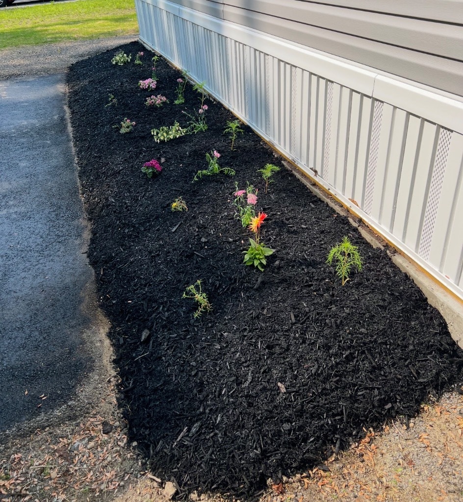Freshly mulched garden bed along the house foundation with young flowering plants just getting established
