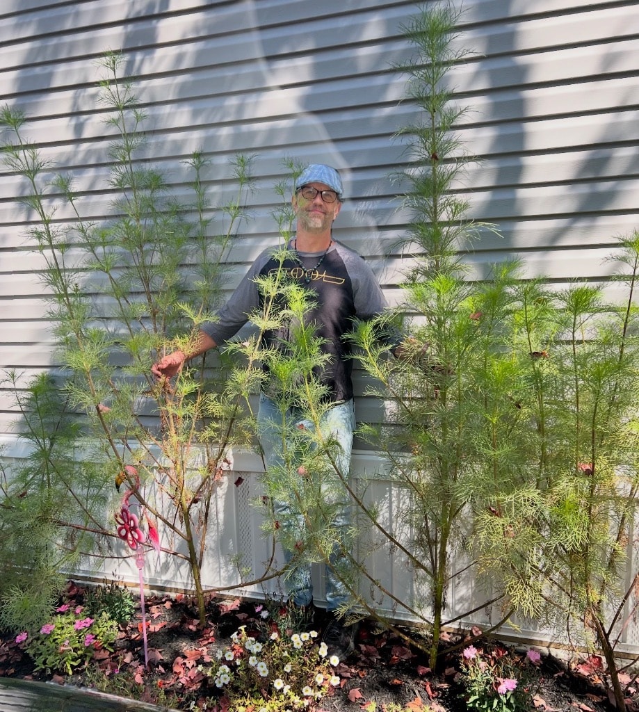 Gardener standing among towering 8ft cosmos plants that never flowered in the front garden — pink portulaca and white bacopa blooming at the base