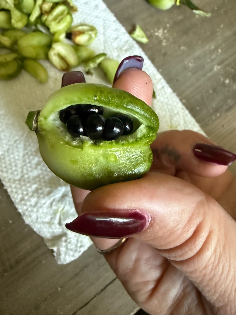 Hand holding a split daylily seed pod revealing plump black seeds inside — a successful hybridizing cross