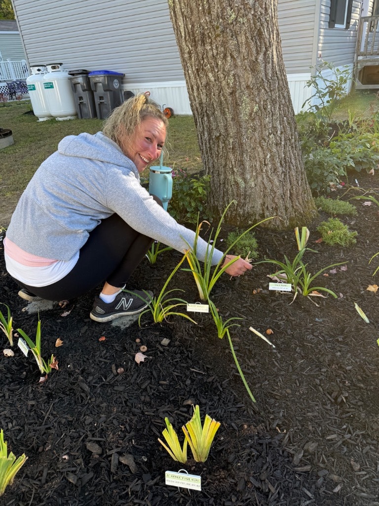 Caring for the baby daylilies