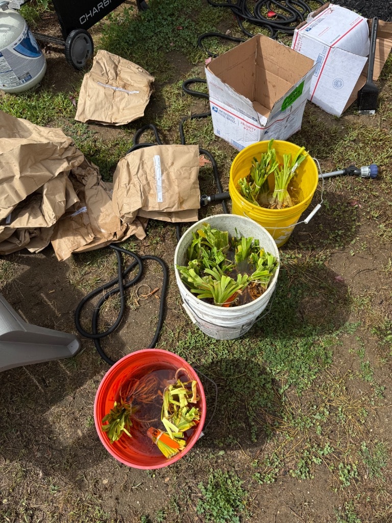 Daylily fans soaking in red, white, and yellow buckets next to open USPS boxes and brown paper packaging on the lawn
