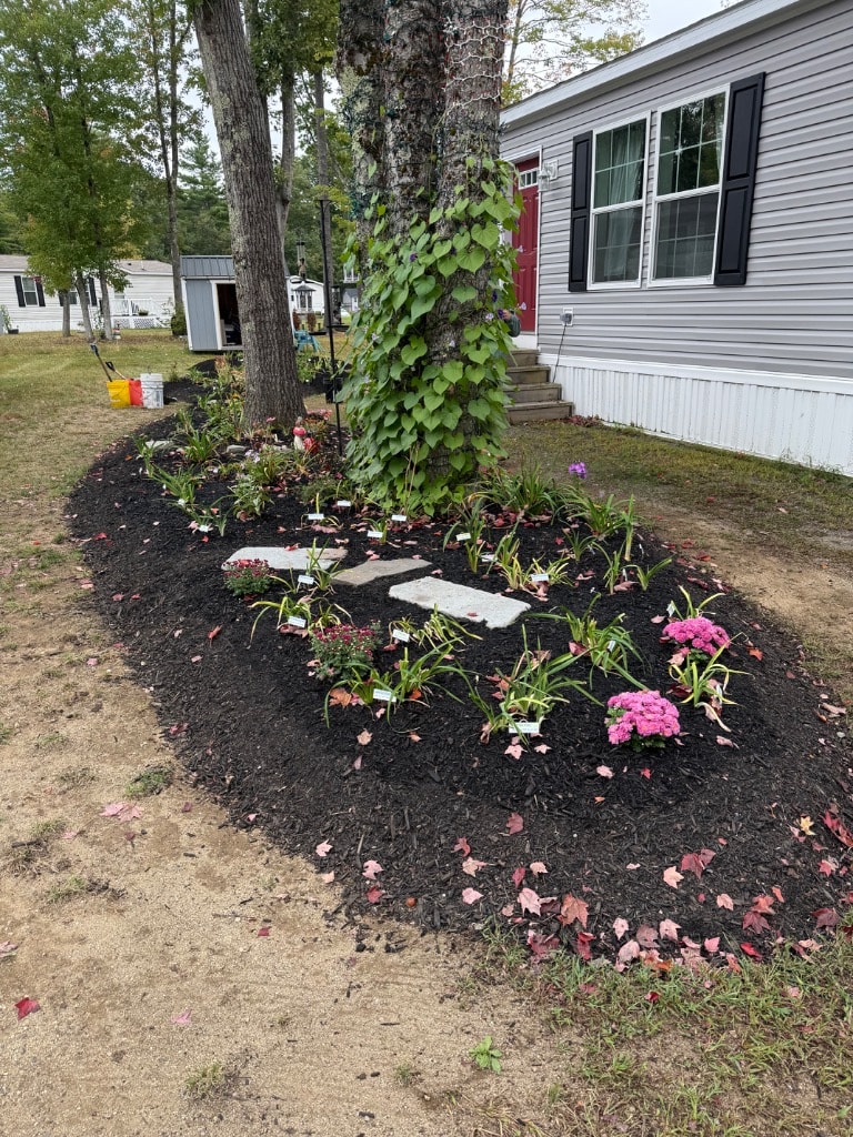 Freshly planted garden bed with daylilies, mums, and stepping stones around a tree