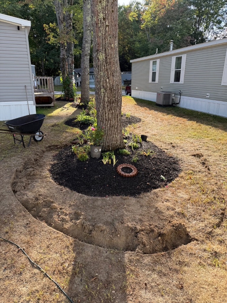 Garden bed under construction around large pine trees with black mulch, wheelbarrow, and newly planted daylilies with freshly dug border trench