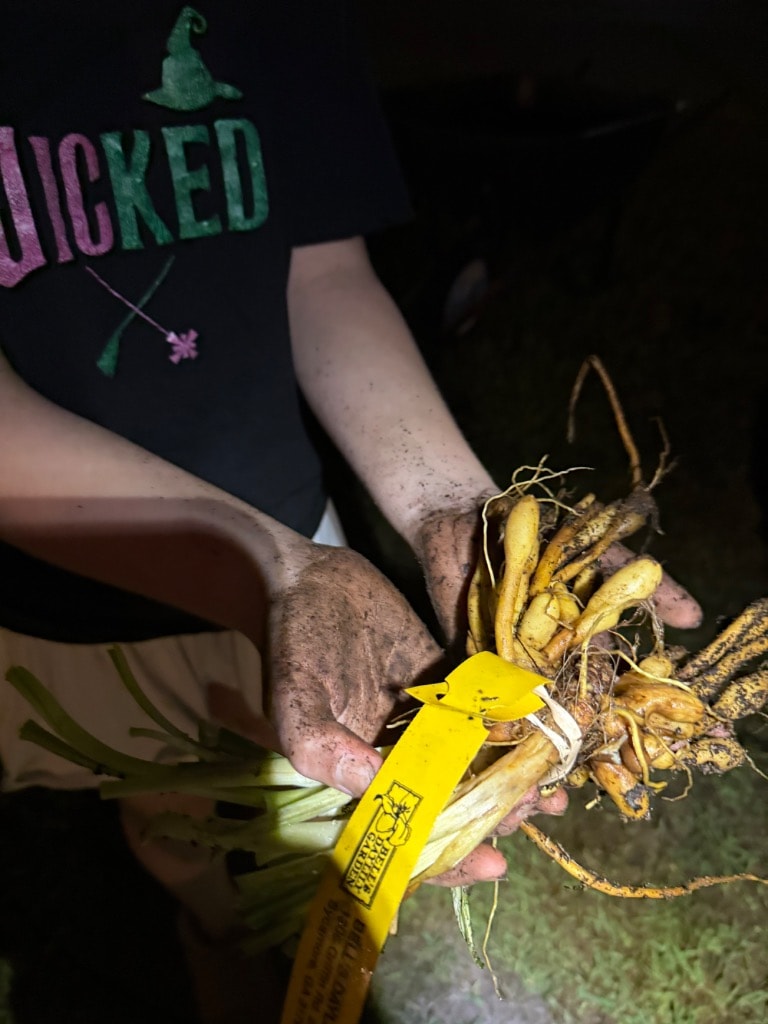 Child's dirty hands holding a daylily fan with Bell's Daylilies tag at night