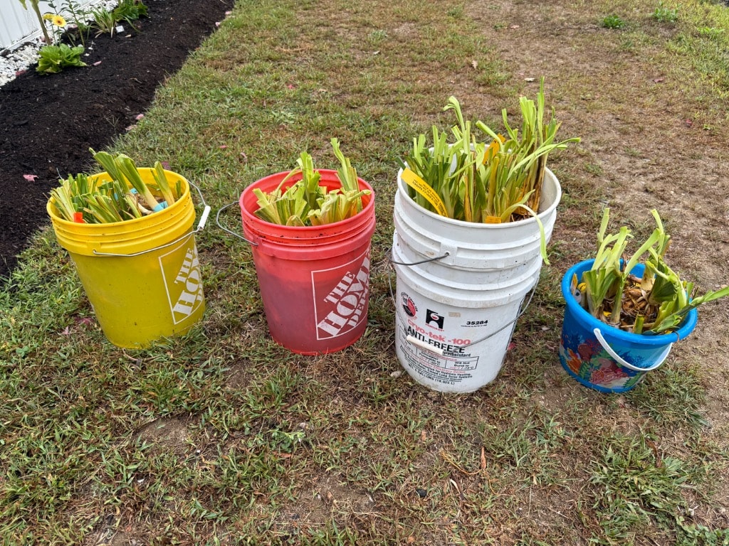 Daylily fans soaking in colorful Home Depot buckets on the lawn before planting