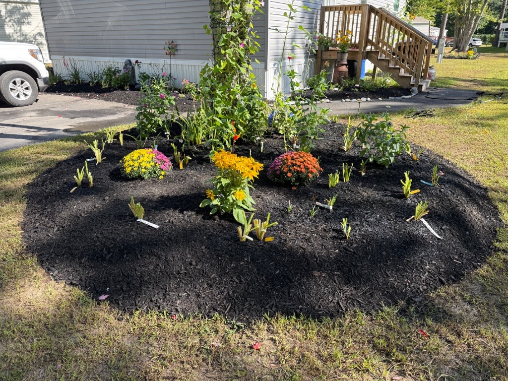 Circular garden bed with yellow, orange, and pink mums surrounded by newly planted labeled daylily fans in black mulch
