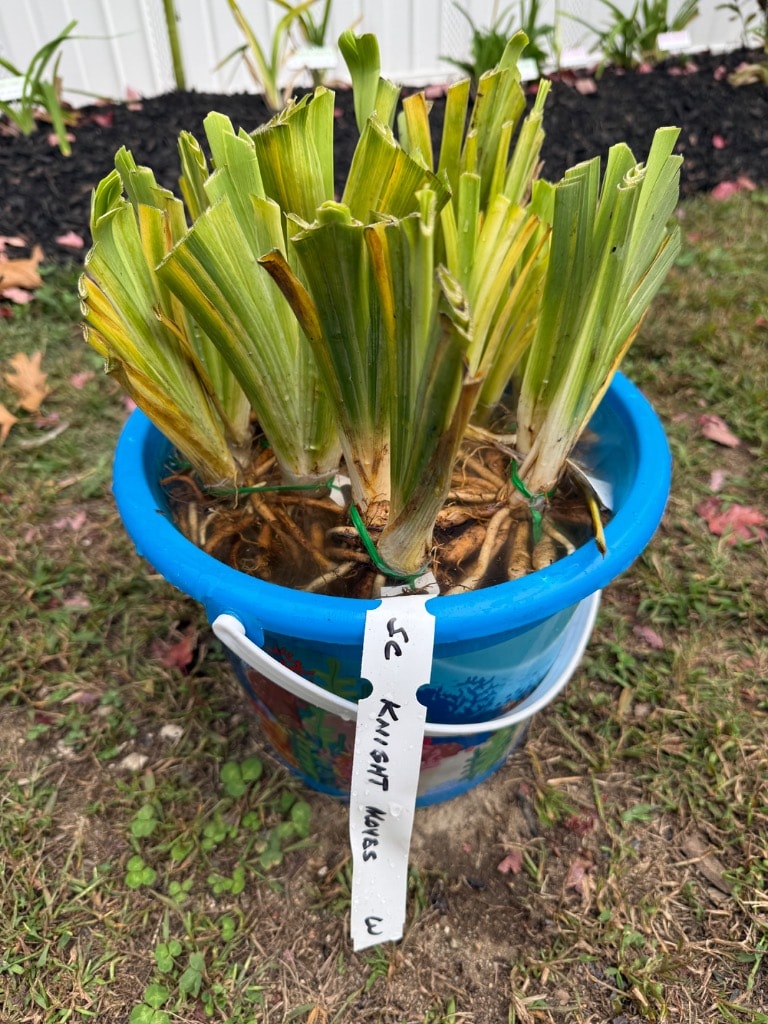 SC Knight Moves daylily fans soaking in a blue bucket with black mulch garden bed in background