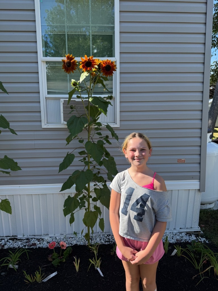 Young girl smiling next to a tall sunflower growing in a black mulch garden bed in front of a house