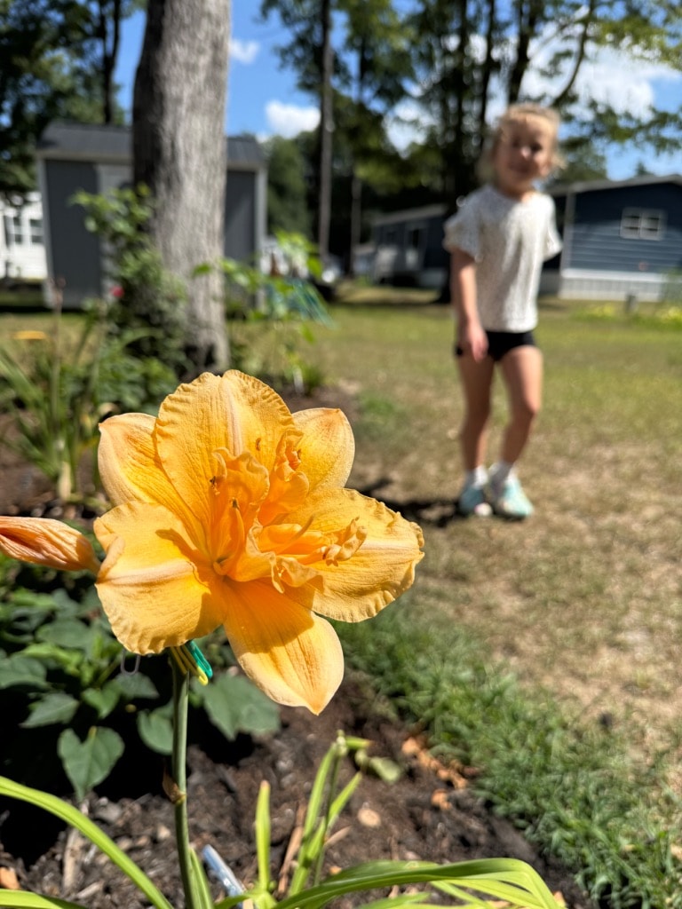 A beautiful daylily bloom in the Maine garden