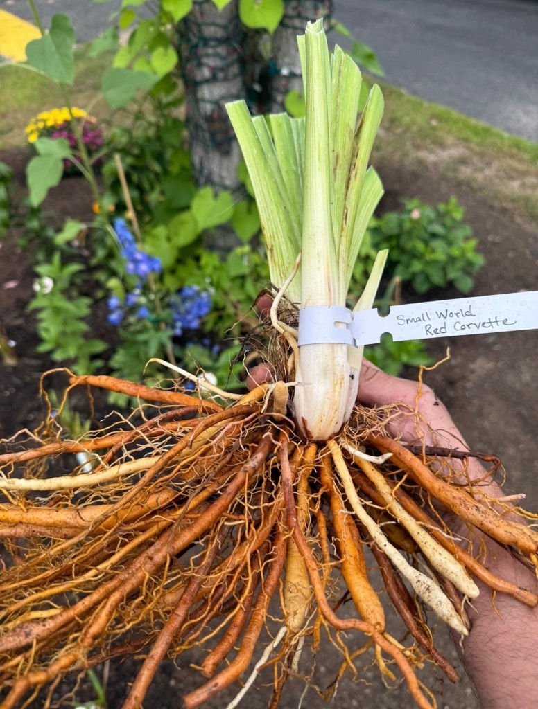 Small World Red Corvette daylily fan with roots — ready for planting