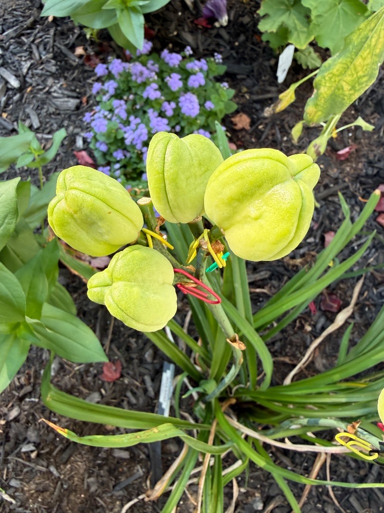 Daylily seed pods with colored twist ties marking hybridizing crosses