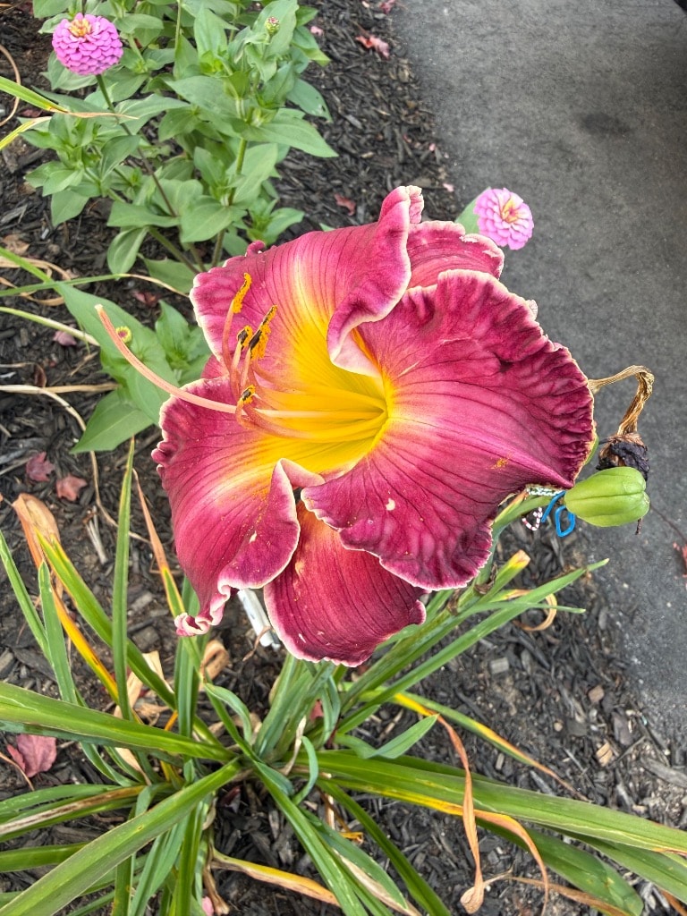 Deep burgundy daylily with golden throat blooming in the Maine garden